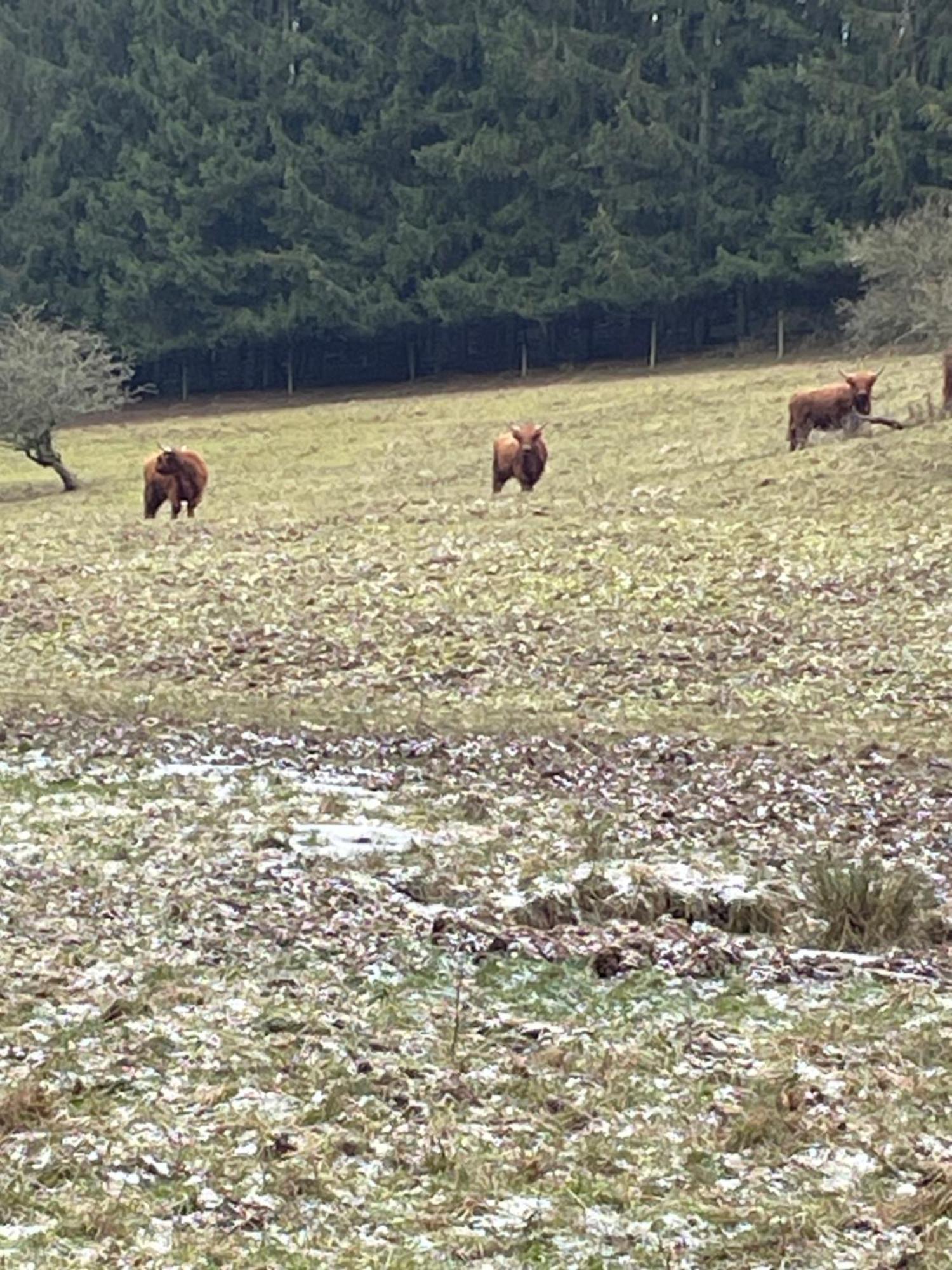 Pension Zur Quelle Deudesfeld Esterno foto